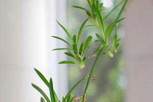水培植物叶子发黄怎么办？是水质问题还是营养不足