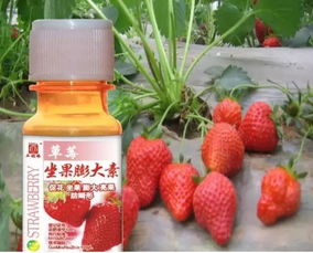 如何避免柿子树喷洒杀虫剂导致果实过早脱落