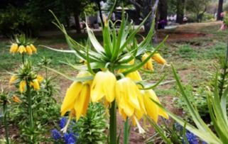 花期后的修剪与养护