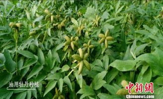 红背桂：打造爆款香料花卉产业链！