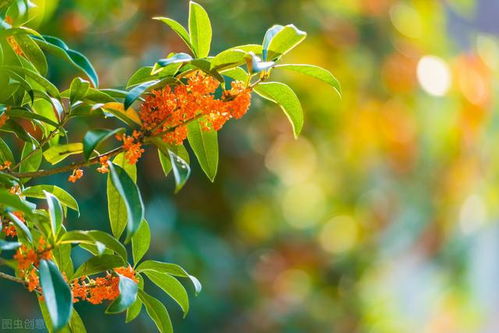 桂花何时盛开？教你几招