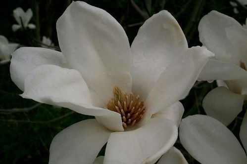 玉兰花种子探秘：形状之谜大揭秘！