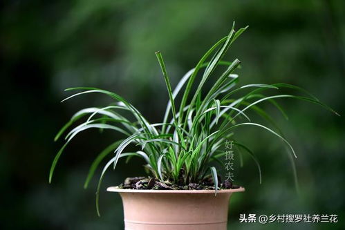 多菌灵在兰花种植中如何正确使用以达到最佳防治效果？