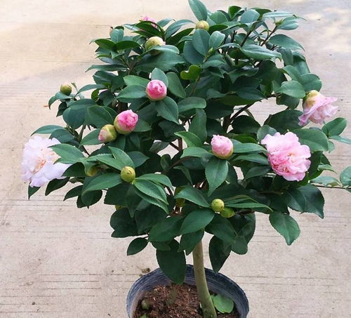 第三步：留意叶子的颜色和质感