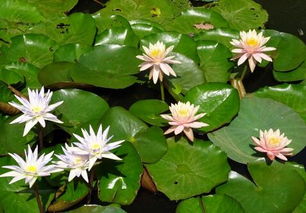 植株大小也影响价格，大株睡莲梗受欢迎