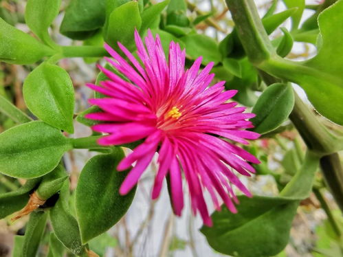 种植经验分享：从植物杀手到耧斗花达人