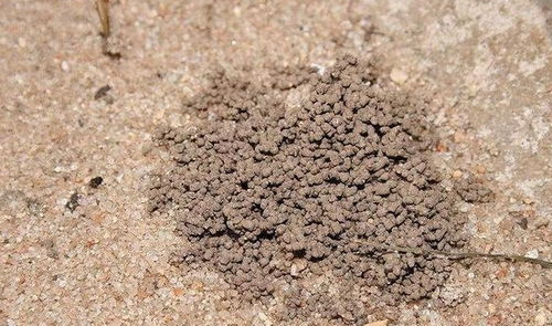 硫磺粉消毒，杀菌又除碱