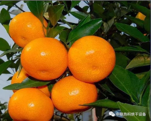 树木保护与农药使用