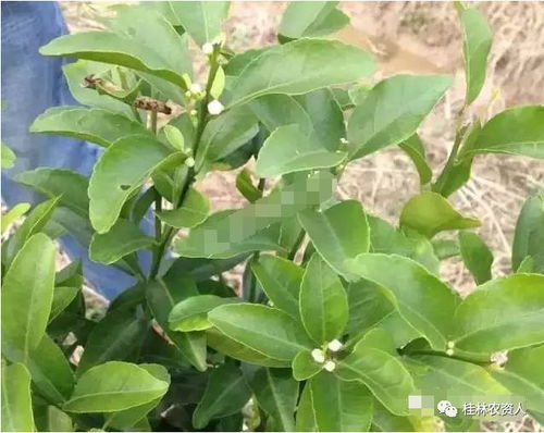 时间的选择， 自然的智慧