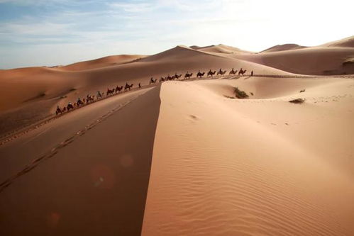 沙漠里的草：生命的奇迹