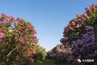 移栽前修剪， 为苗木瘦身减负