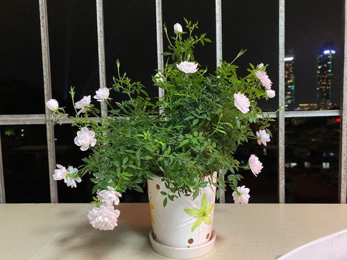 姬乙女月季，真的能开花吗