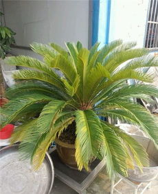 可Neng的原因二：水分不足或过多