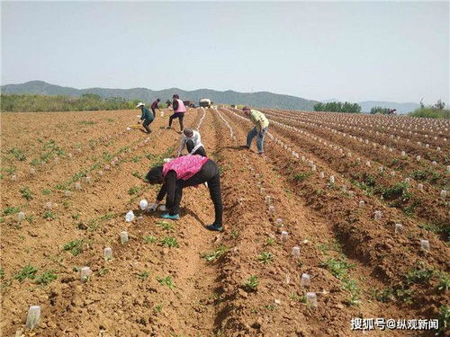 表弟的失败教训