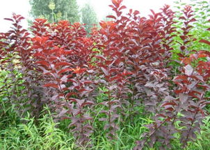 紫叶李的种植与养护