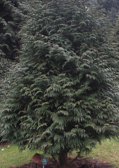 红雪松的价格， 一目了然