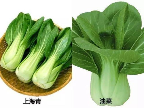 上海青与油菜有何不同？揭秘两者间的差异