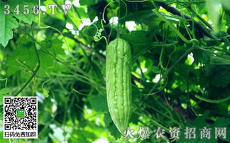 薏米种植产量：地理环境与人工种植方法的影响