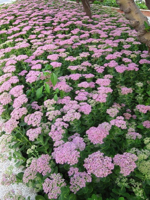 八宝景天的搭配秘诀