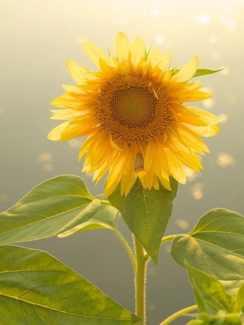 追寻光明的忠诚之心