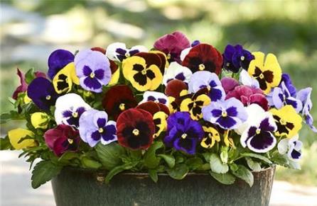 梗多粉色小花朵