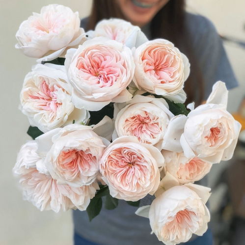 花期长长，美丽不停歇