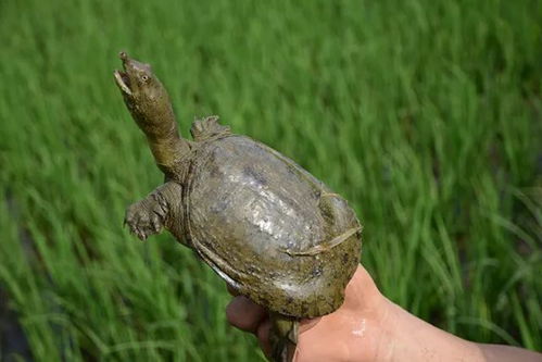 高效养殖鳖类，打造绿色渔业新典范