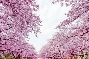 那路边的白花儿，是不是樱花呢？