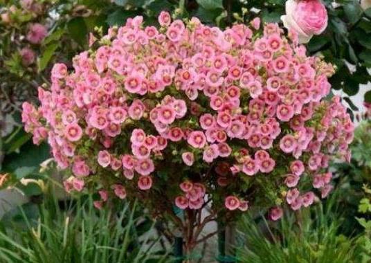 四季金桂真的全年开花吗？它的花香四季如一吗