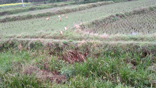 如何降低农业养殖成本？