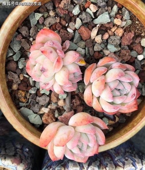 如何选购防漏多肉花盆？花盆材质和设计有何讲究