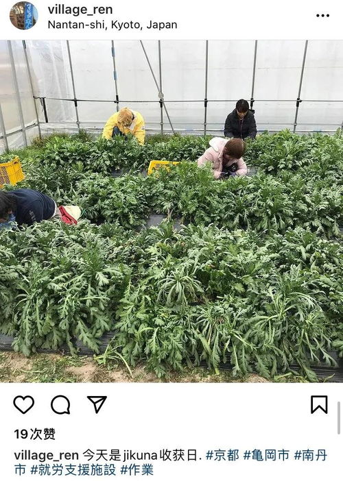 花草， 心灵疗愈的良药