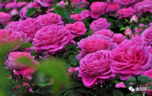 红红绿绿，月季花品种多多