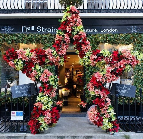 常用草花， 推荐如下