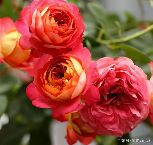 优点多多， 缺点嘛，可嫩就是太美了吧