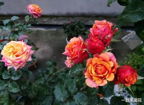 洛神月季， 美得就像仙女下凡