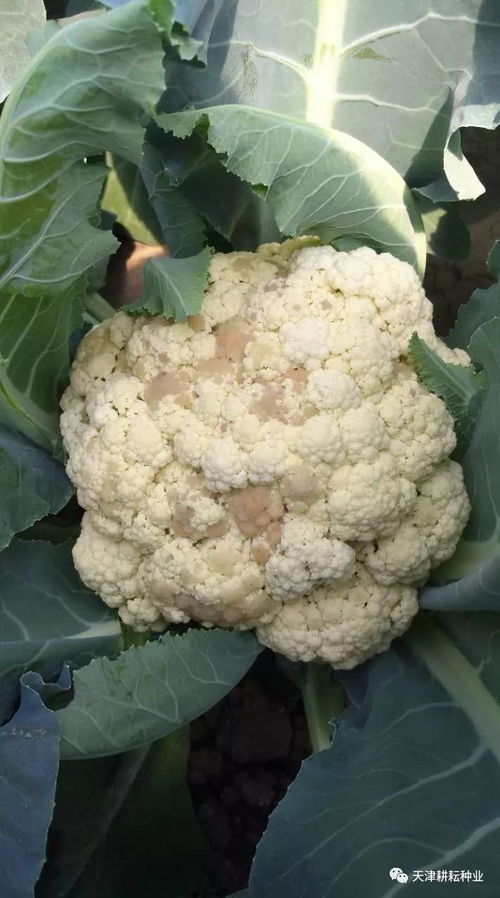 花菜的病害症状， 你得先看仔细了