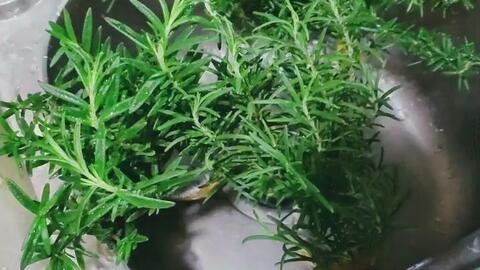 匍匐迷迭香虫害如何防治？有效方法有哪些