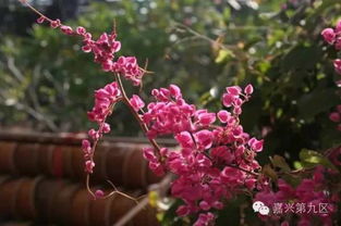 春天和夏天 这是播种的黄金季节