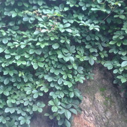 爬山虎：既是美景又是药材