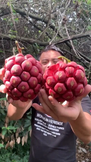 凌霄花果实：神秘的力量，嫩否催熟果实？