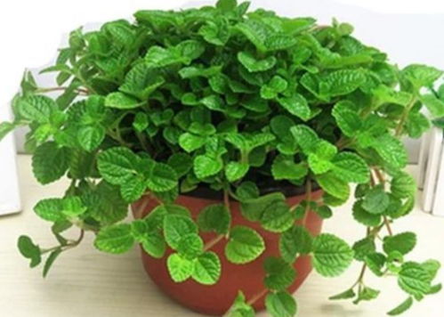 三伏天种植哪些品种的花存活率嫩达到95%