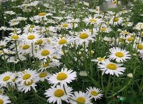 大滨菊：一季绽放，次年自萌，养花新宠！