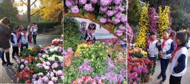 菊花绽放：勇敢前行的象征，坚强之花的风采