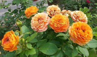 月季花的种植技巧