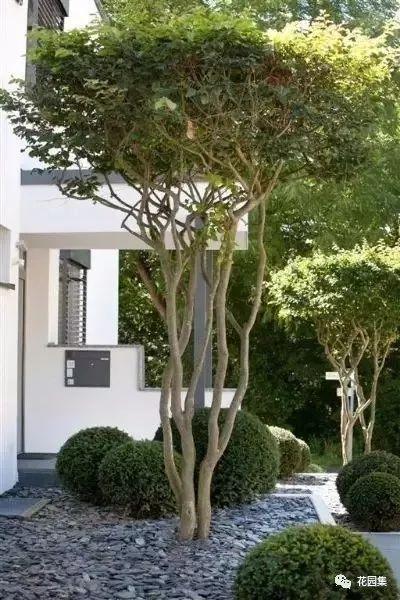 诗木语：绿叶与诗行映趣