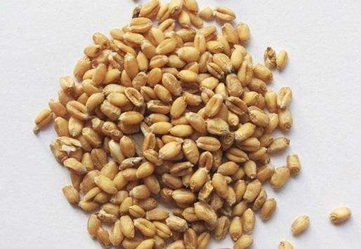 播种技巧：如何确保高出苗率