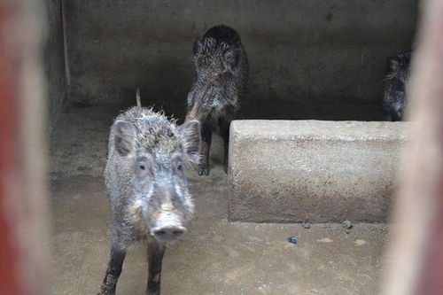 创新特种野猪给药技术，提升养殖健康水平