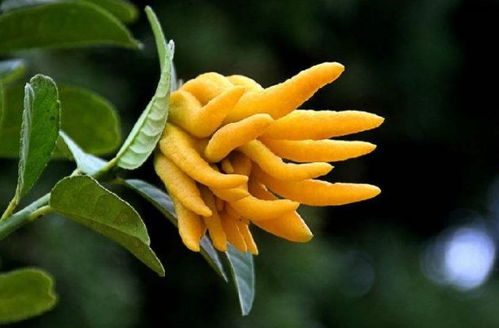 阳台上的禅意之花——佛手的价值揭秘