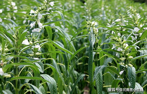 种植芝麻时使用乙草胺的适宜性